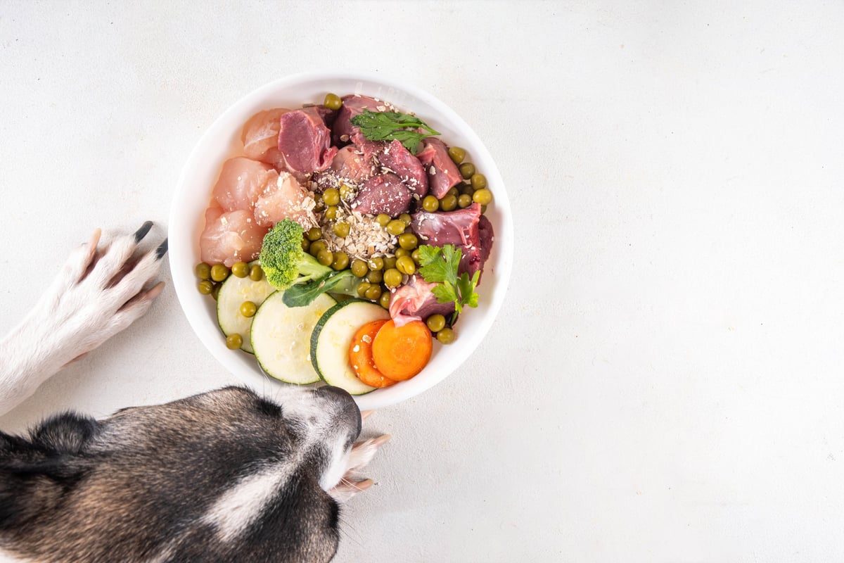 Dieta BARF para perros con suplementos naturales