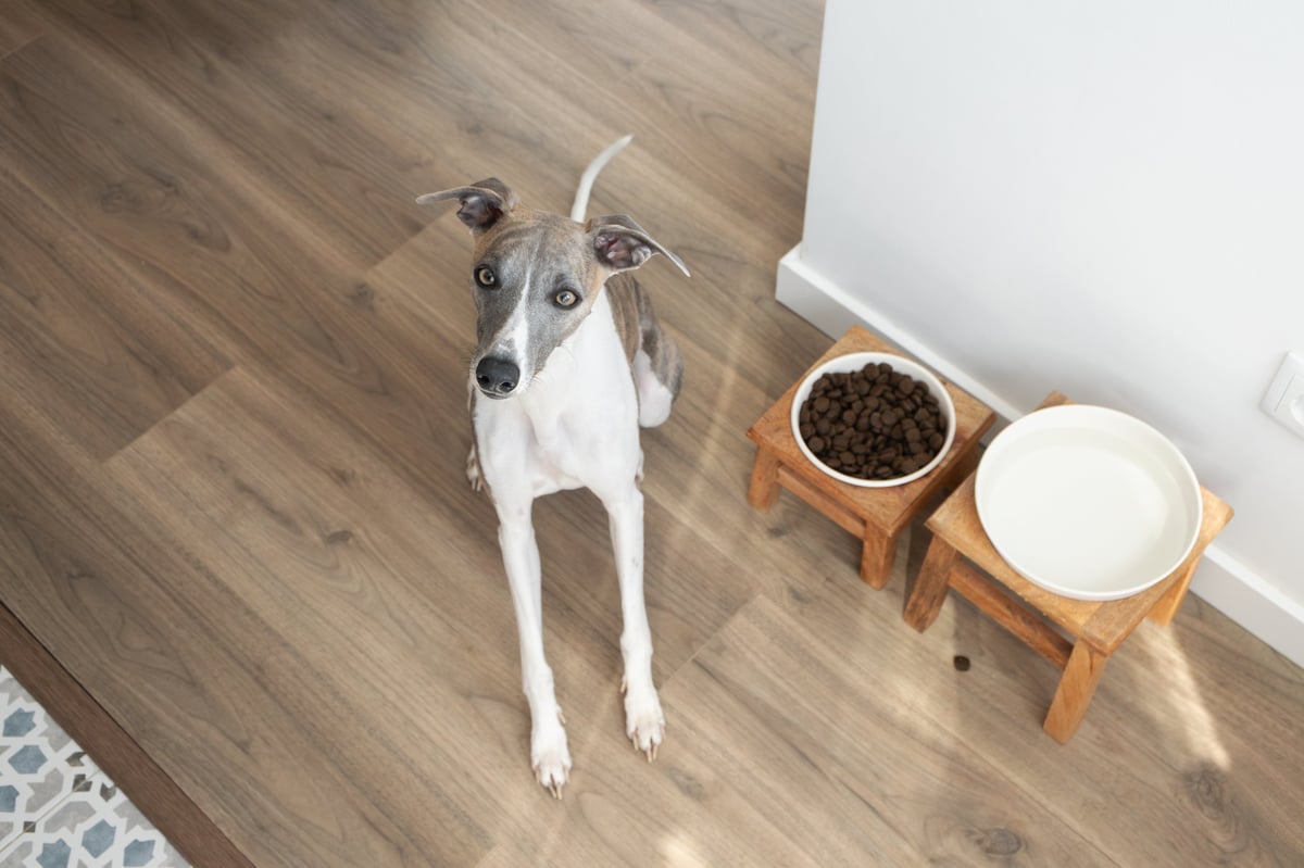 Perro comiendo su alimento con suplemento