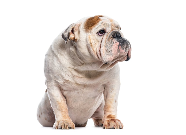 Mycka, bulldog inglés blanco sentado mirando hacia un lado