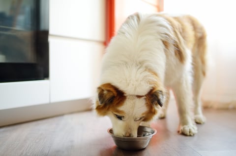Hungry fluffy mixed breed dog waiting for morning feeding in the light kitchen