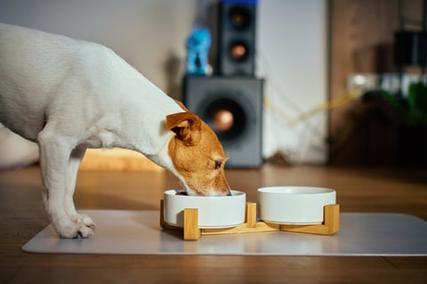 Jack Russell terrier eating dry food from ceramic bowl on wooden stand at home