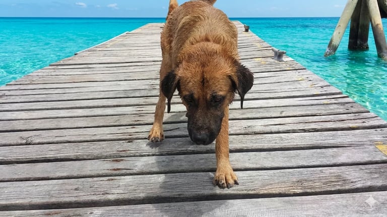 Brown dog walking on a wooden dock extending into turquoise ocean water under blue sky