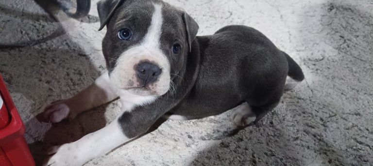 Snoop, American Pit Bully gris con ojos azules siendo acariciado por una persona